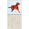 Calendrier Dogs 2025 – Janvier