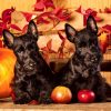 Calendrier Dogs 2025 – Octobre