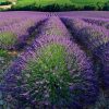 Calendrier Provence 2025 – Septembre