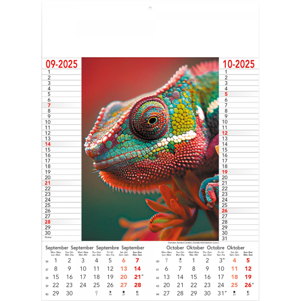 Calendrier Wild & Free 2025 - page 5